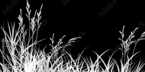 Floral background. Abstract landscape. Vector illustration. Image of a monochrome reed, grass or bulrush on a white background. Isolated vector drawing. 