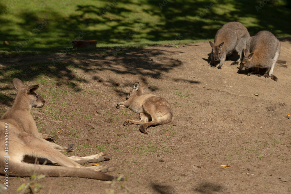 A group of kangaroos can be seen relaxing and laying comfortably on the ground in their natural habitat, enjoying the surroundings A group of kangaroos can be seen relaxing and laying comfortably on the ground in their natural habitat, enjoying the surroundings