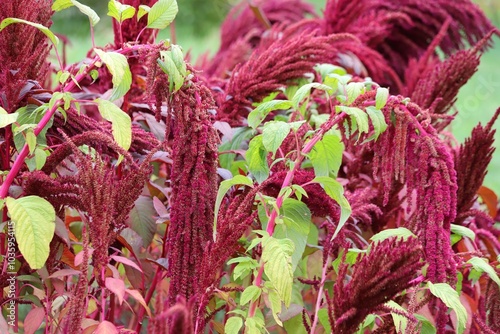 Amaranthus cruentus, red amaranth in garden.