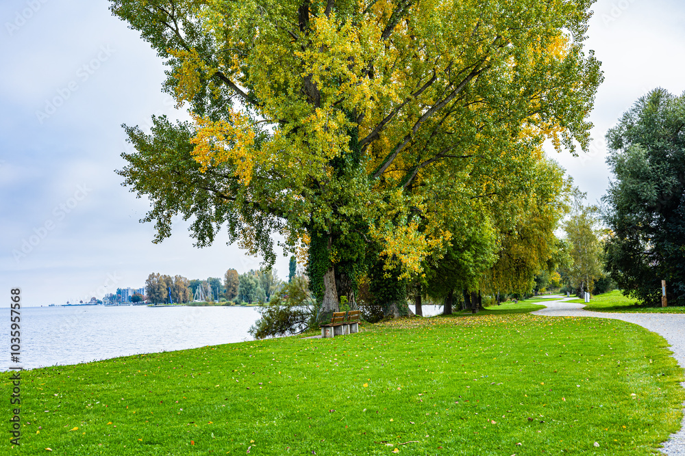 Fototapeta premium Path in the park between the trees during autumn