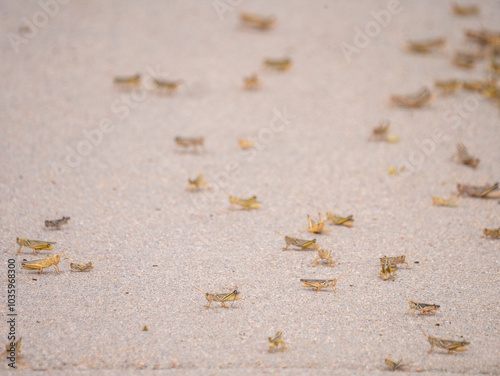 Фотография A horde of grasshoppers, locusts