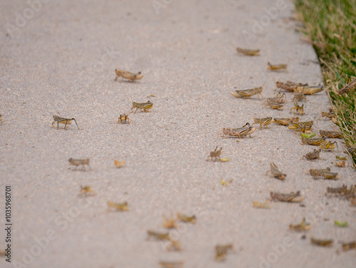 Картината върху платно A horde of grasshoppers, locusts