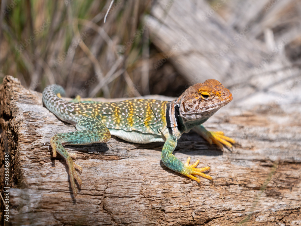Eastern Collared Lizard, Crotaphytus collaris Eastern Collared Lizard, Crotaphytus collaris