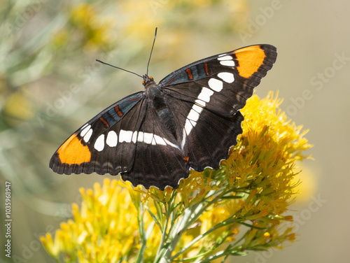Arizona Sister, Adelpha eulalia, butterfly