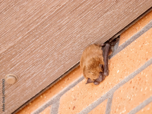 Big Brown Bat, Eptesicus fuscus