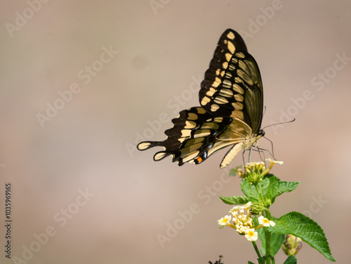 Eastern Giant Swallowtail, Heraclides cresphontes, butterfly