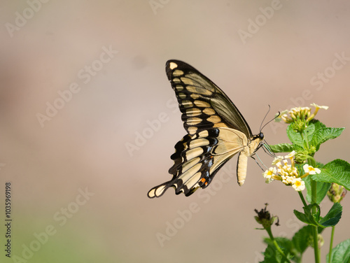 Eastern Giant Swallowtail, Heraclides cresphontes, butterfly