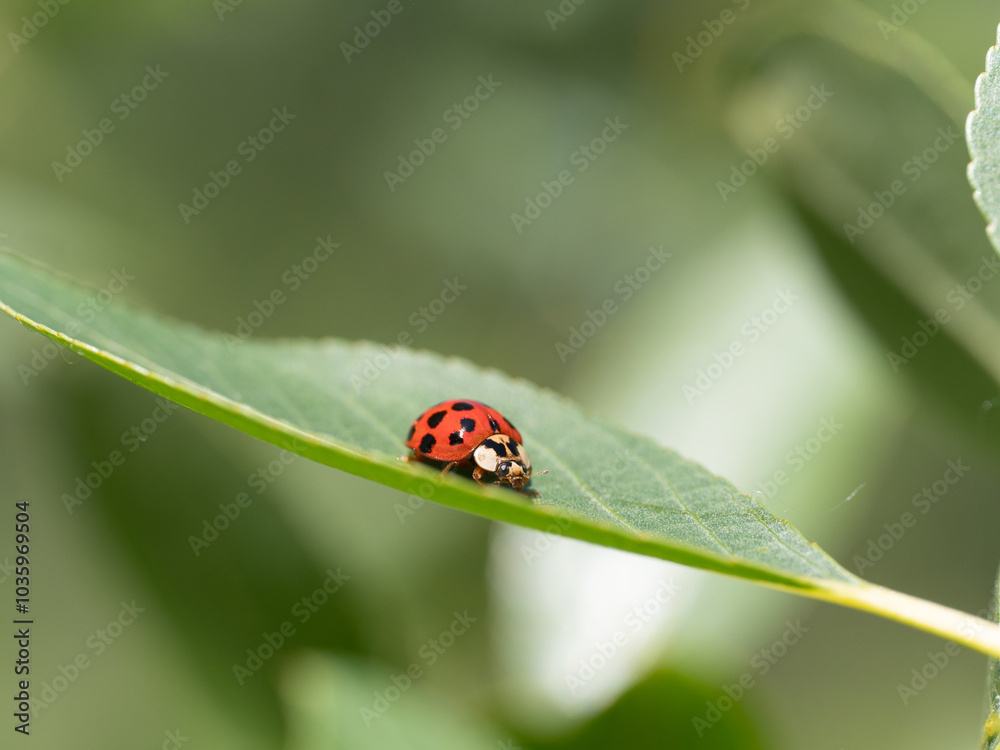 Asian Lady Beetle, Harmonia axyridis, ladybird, ladybug on leaf Asian Lady Beetle, Harmonia axyridis, ladybird, ladybug on leaf