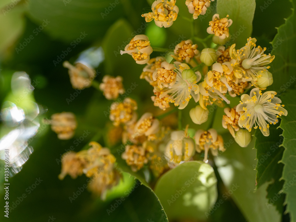 Basswood Tilia americana flowers linden Basswood Tilia americana flowers linden