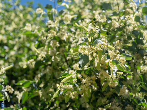 Basswood Tilia americana flowers linden