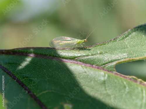 Green lacewing insect