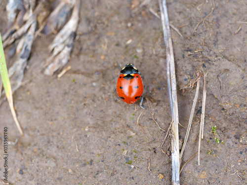 Transverse Lady Beetle Coccinella transversoguttata lady bug ladybird