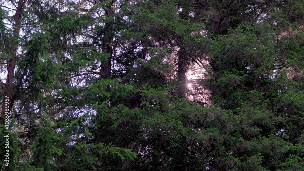 Detail of trees near Canazei - Val di Fassa - Italy Detail of trees near Canazei - Val di Fassa - Italy