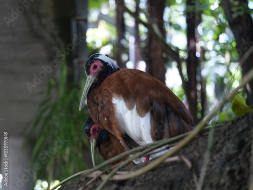 Madagascar Ibis Lophotibis cristata photo