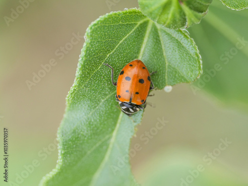Tableau sur toile hippodamia convergens, Convergent lady beetle, ladybug ladybird on a leaf