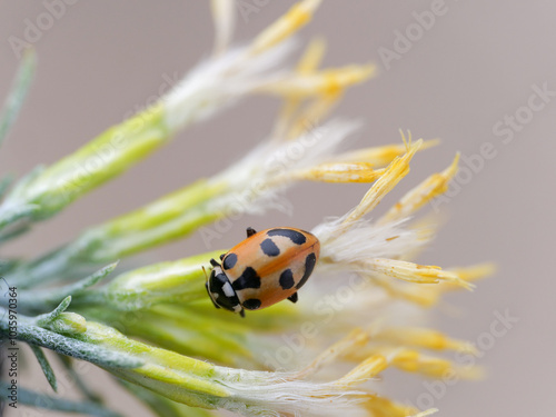 Hippodamia parenthesis, Parenthesis ladybug, ladybug, lady beetle