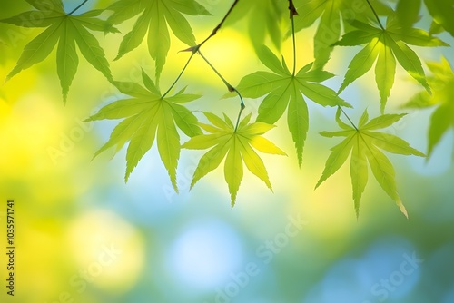 Green maple leaves on blurred background