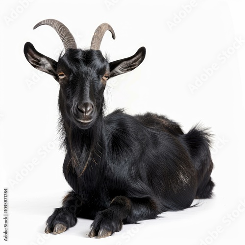 Black goat with long horns is laying down on a white background