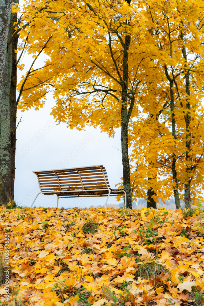 A single bench in the middle of autumn trees, fall leaves on the ground A single bench in the middle of autumn trees, fall leaves on the ground