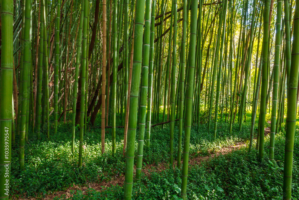 Fototapeta premium a tranquil scene within a dense bamboo forest