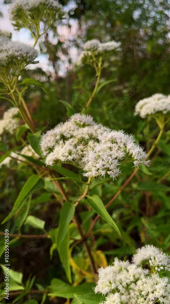 White flowers bloom in the morning on the hilltop White flowers bloom in the morning on the hilltop
