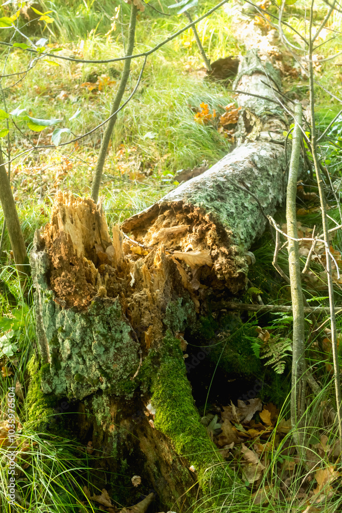 Nature's Resilience: Fallen Alder Tree Nature's Resilience: Fallen Alder Tree