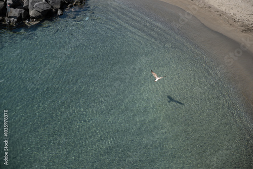 seagulls flying on the sea