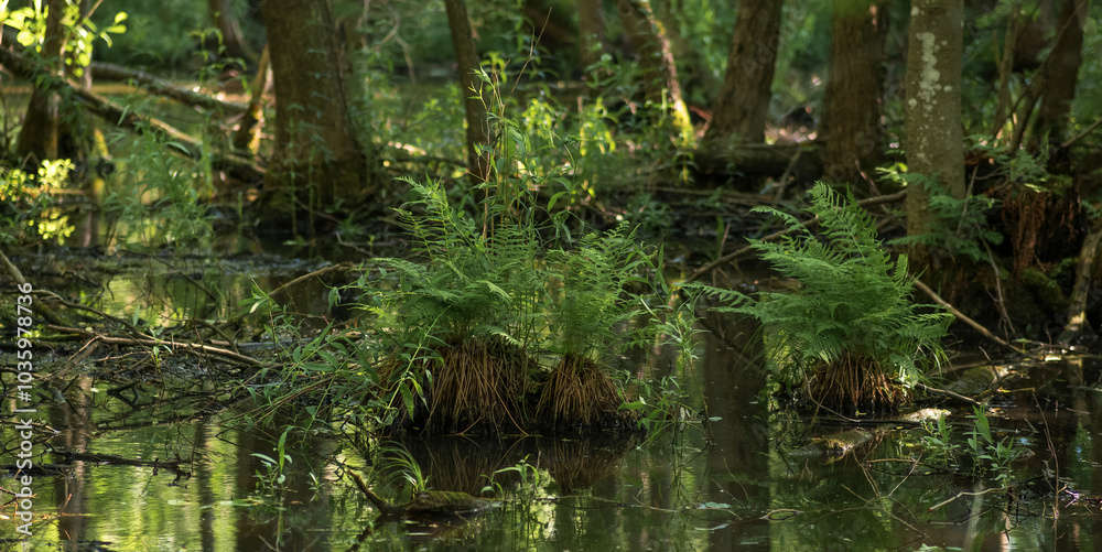shady swamp, forested wetland with ferns shady swamp, forested wetland with ferns