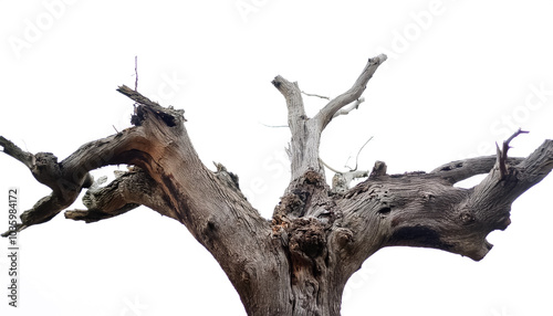 The Creepy Old Tree Trunk of Cleafless on side position provides copy space for text. background concept isolated white