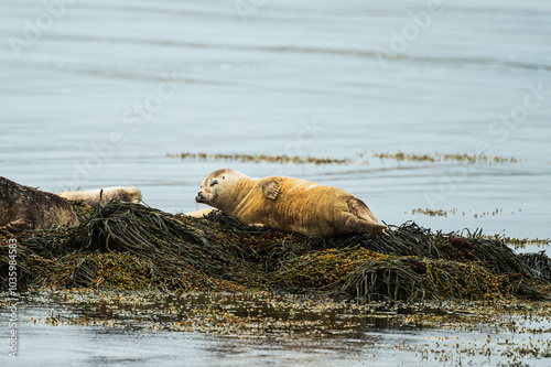 icelandic seals inside the Ytri Tunga Beach, Snaefellness Peninsula, Iceland