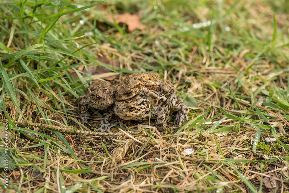 Toads mating on the grass close up in Scotland Toads mating on the grass close up in Scotland