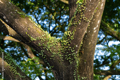 Pyrrosia Fern climbing tree in Sarawak, Malaysia (Malaysian Borneo), tree bark covered with moss. photo