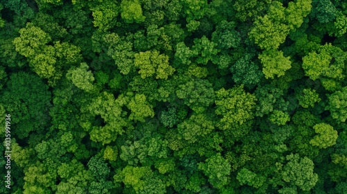 Aerial View of Lush Green Forest Canopy