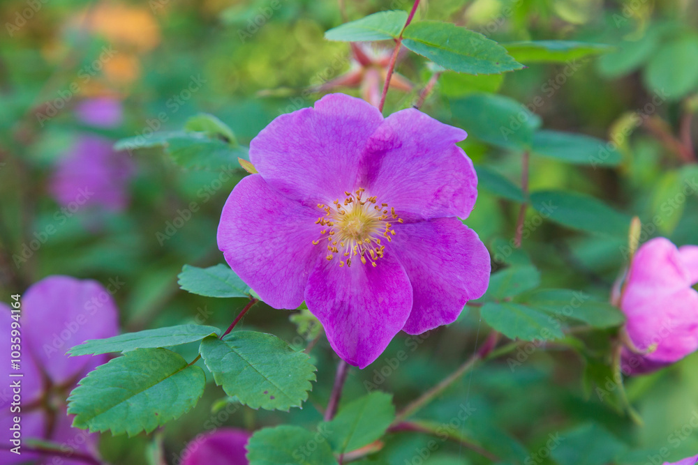 Rosehip blossoms in the forest. Red rosehip flowers. Rosehip blossoms in the forest. Red rosehip flowers.