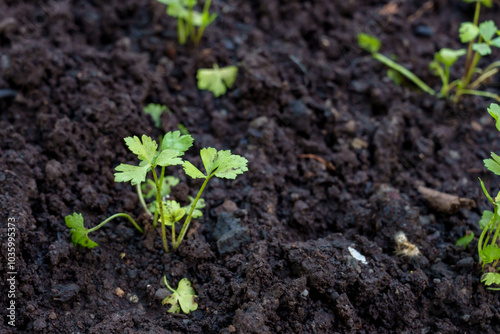 Small green vegetable seedlings emerging from rich dark soil in a home garden bed. Plants represent early growth stages in organic farming. Focuses on natural soil and sustainable home-grown produce.