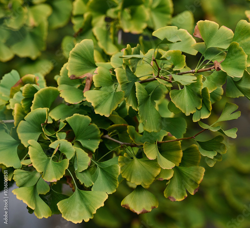 Картината върху платно A tree with green leaves on an autumn day. Ginkgo bilobed