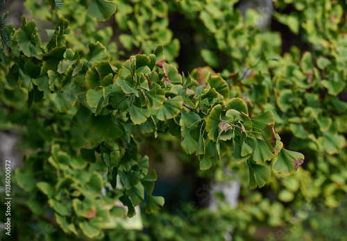 фотографія A tree with green leaves on an autumn day. Ginkgo bilobed