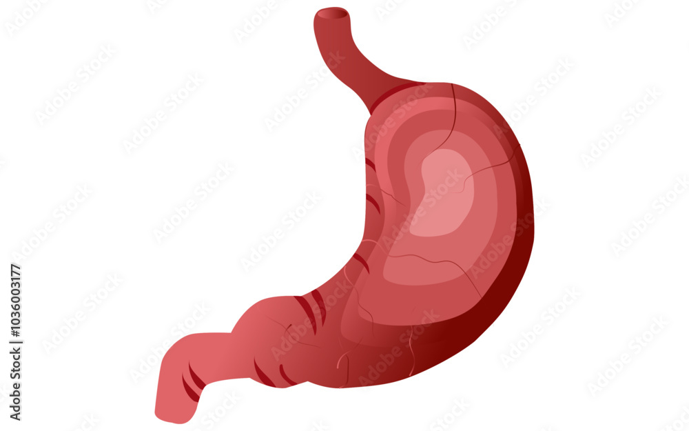 Stomach vector image, human stomach illustration, stomach png image Stomach vector image, human stomach illustration, stomach png image