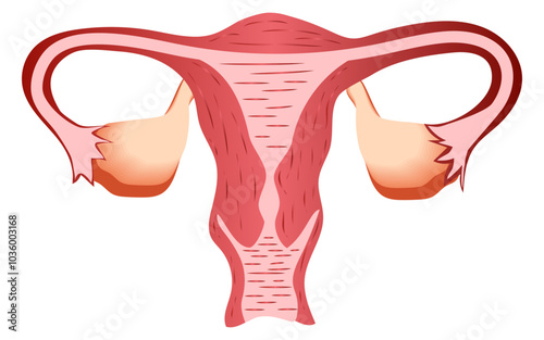 Uterus vector image, uterus illustration, uterus png image, Female reproductive system