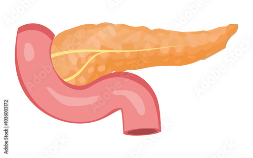 Human pancreas vector image, pancreas illustration image, editable pancreas image