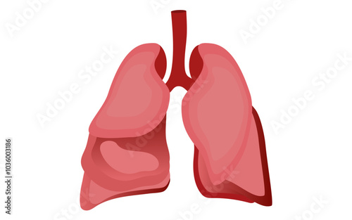 Lungs vector image, editable flat lungs image, Lungs png image