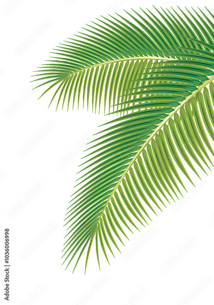 Fototapeta premium palm leaf isolated on white