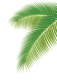 palm leaf isolated on white