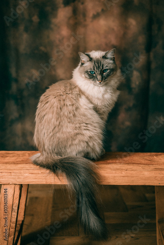 Portrait of a white fluffy blue-eyed ragdoll cat sitting on a wooden bench photo