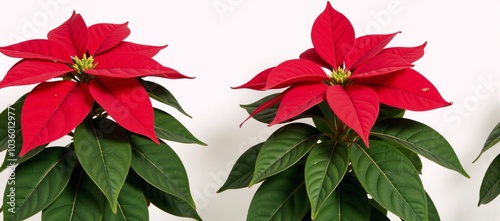 Two isolated beautiful red poinsettias set against a holiday-themed backdrop Christmas Flowers