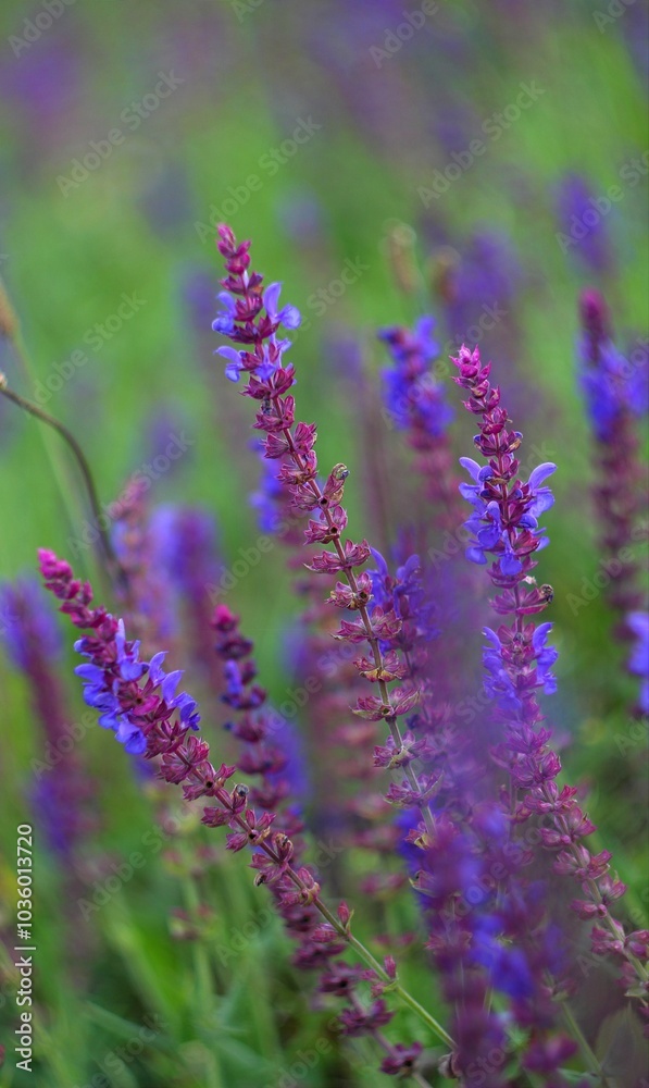 Naklejka premium close up of lavender flowers