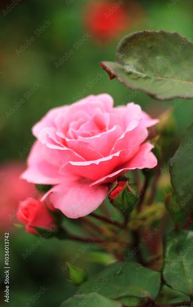 pink rose in the garden pink rose in the garden
