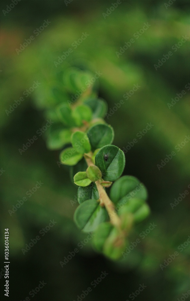close up of a green plant leaves close up of a green plant leaves
