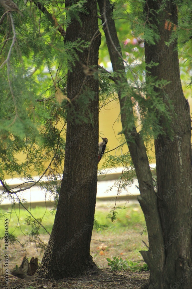 Fototapeta premium Woodpecker on a tree in the woods