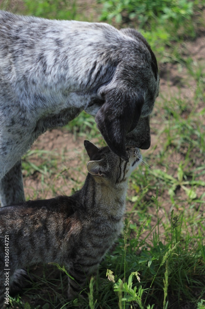 Fototapeta premium cat and dog stands and hugs